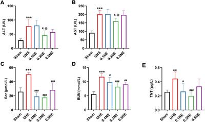 Low-dose norepinephrine in combination with hypotensive resuscitation may prolong the golden window for uncontrolled hemorrhagic shock in rats